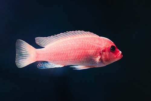 fish pink pet fish zoo wrocław sp.z o.o.