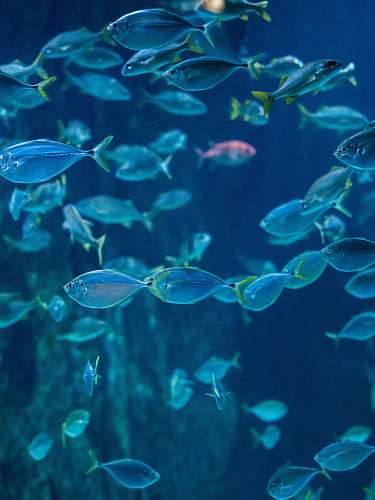 fish school of gray fish blue