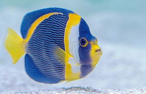 fish selective focus photography of blue and yellow finned fish australia