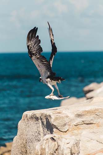 bird selective focus photography of fish on bird's claw booby