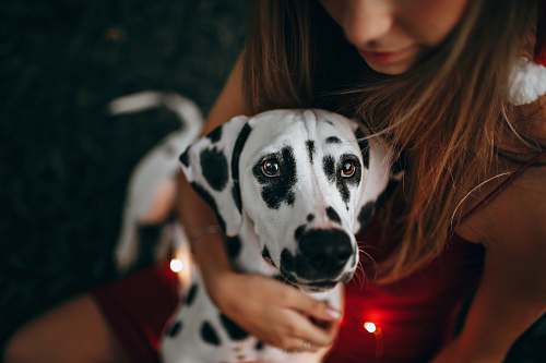 human selective focus photography of white and black dog person