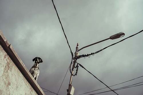grey short-coated white dog on roof bird