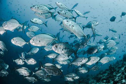fish silver fishes underwater sea life