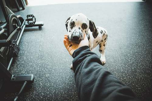 human white and black dalmatian puppy person