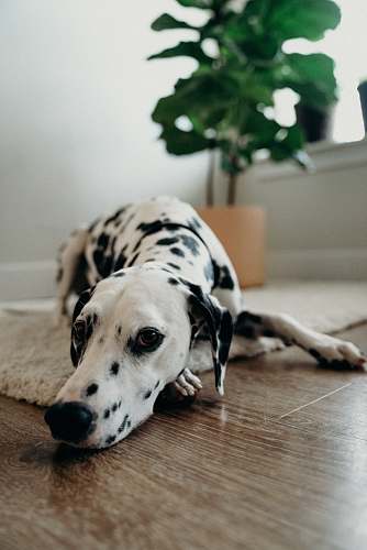 animal adult Dalmatian lying on white area mat canine