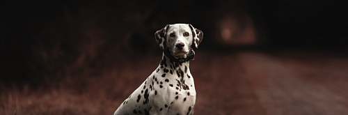 animal adult dalmatian on road canine