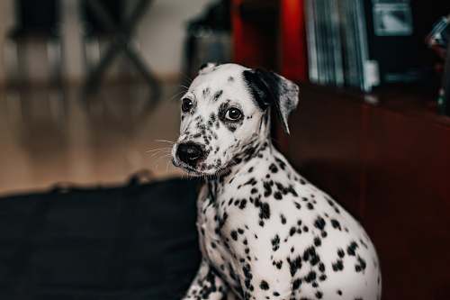 animal black and white dalmatian dog canine