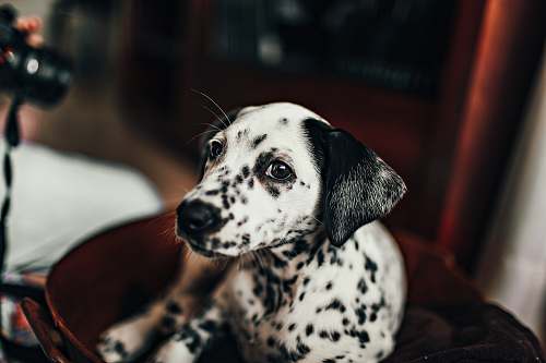 animal black and white dalmatian puppy mammal