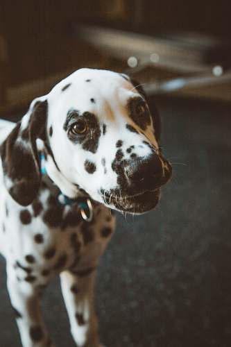 animal dalmatian dog canine