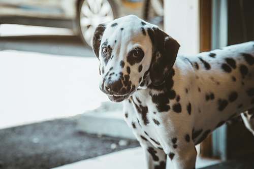 animal dalmatian puppy pet