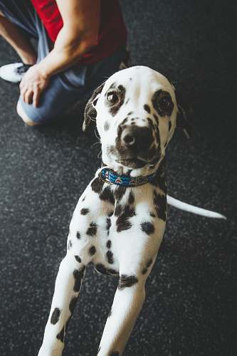 animal dalmatian puppy near man in blue shorts kneeling canine