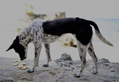 animal short-coated black and white dog looking on crackers canine