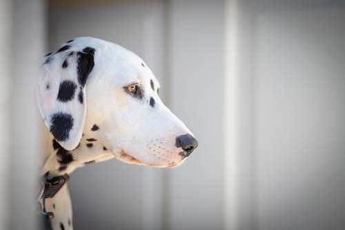 animal white and black dalmatian dog canine