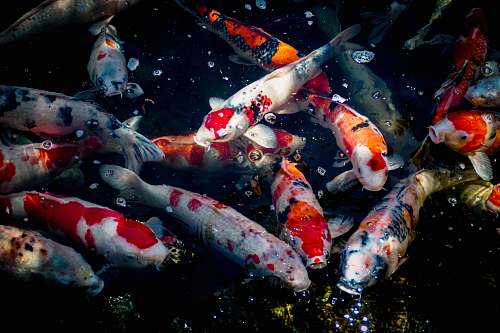 animal assorted-color fishes carp