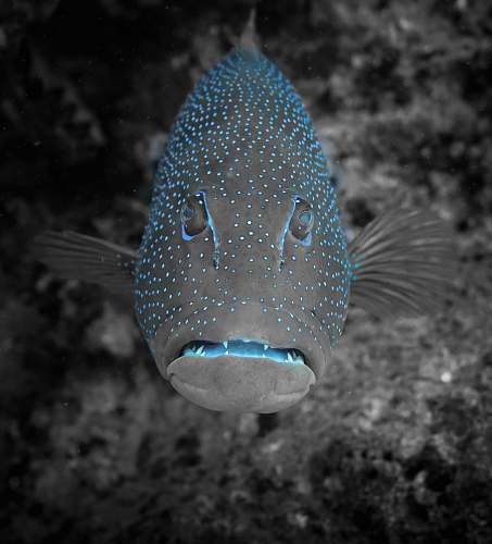 water black and blue fish animal