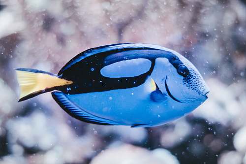 animal blue and black fish surgeonfish