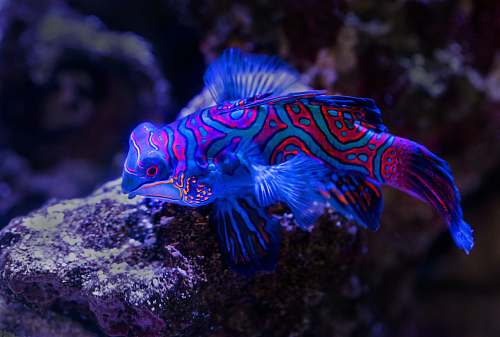 animal blue and red fish on top of brown rock sea life