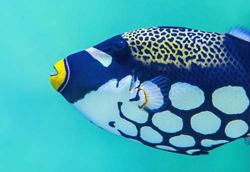 australia blue and white tang fish aquarium