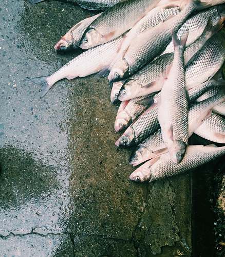 animal bunch of fish lot coho