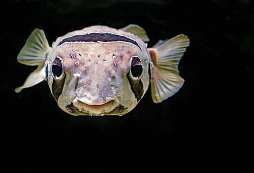 animal close up photo of brown puffin fish sea life
