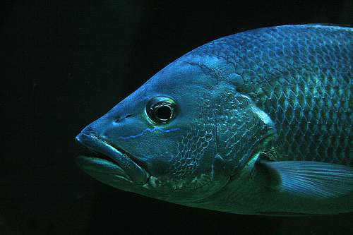 animal closeup photo of gray pet fish scales