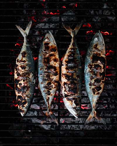 animal fish being grilled herring