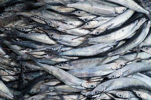 grey fish lot guadeloupe