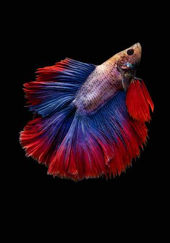 dance full-moon betta fish dance pose