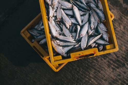 crate gray fish lot stacked