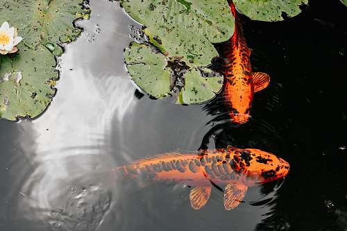 water orange and black koi fish animal