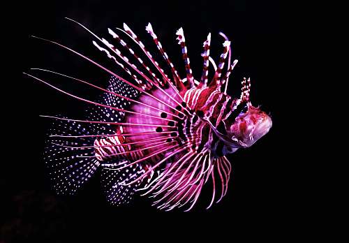 fireworks pink tiger fish night