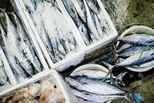 food raw fish lot seafood