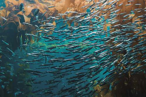animal school of fish herring