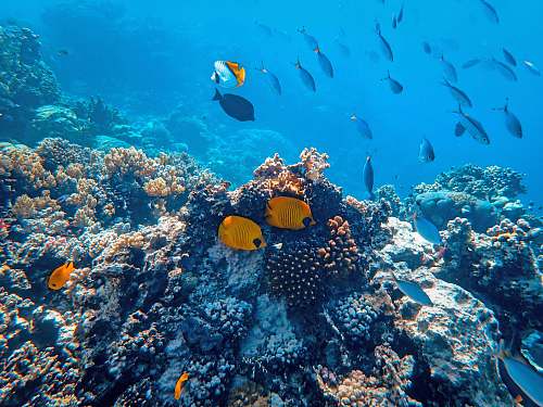 water school of fish beside coral ] animal