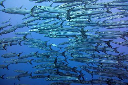 animal school of gray fish herring