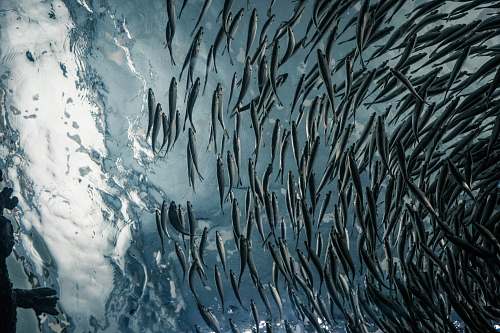 chicago school of gray fish shedd aquarium