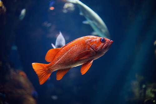 animal underwater photography of red fish san francisco