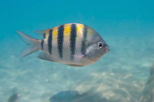 animal white and black striped fish angelfish