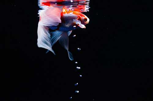 animal white and goldfish goldfish