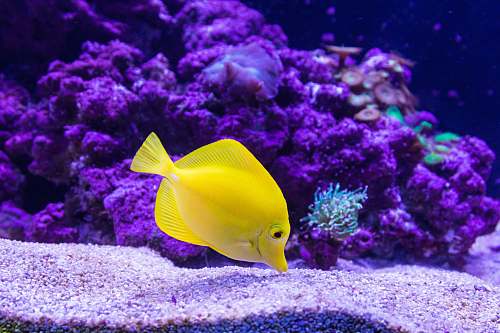 ocean yellow Oscar fish photography water