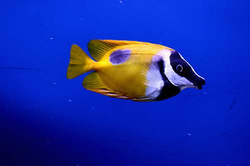 animal yellow tang fish sea life