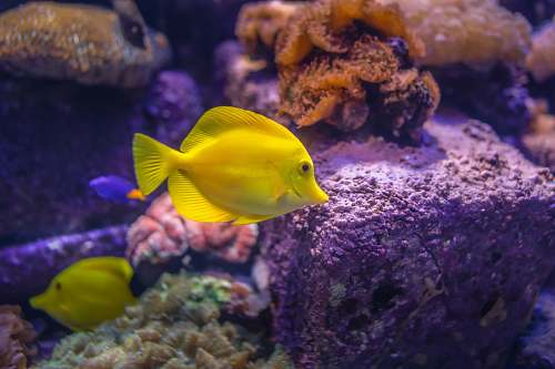 water yellow tang fish animal