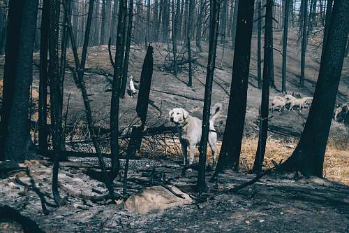 land grey dog walking on burnt forest trees outdoors