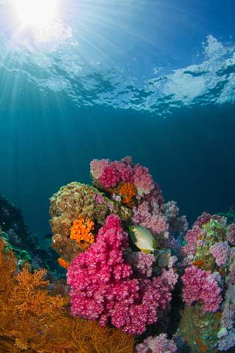 sea brown fish beside coral under body of water water