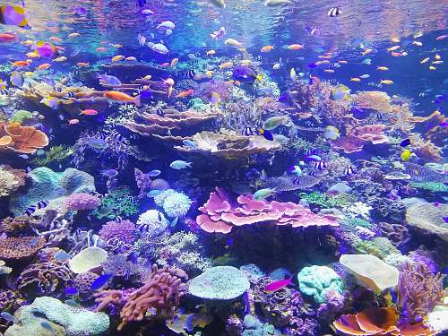 sea school of fish on corals nature