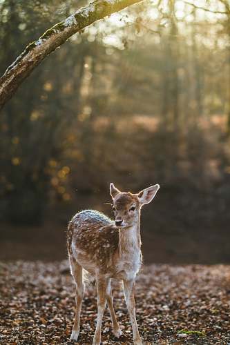 deer bulk on ground near tree wildlife
