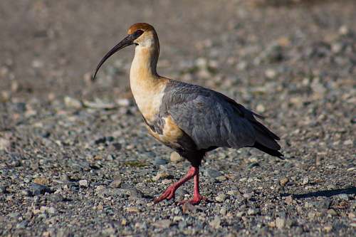 bird gray and brown long-bill bird walking on sand beak