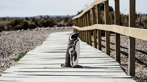 path penguin standing on brown wooden pathway near green leaf trees during daytime human