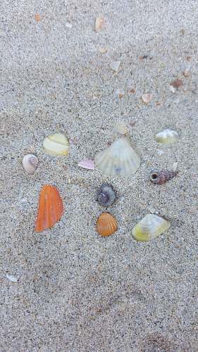 invertebrate several assorted-color seashells on gray sand sea life