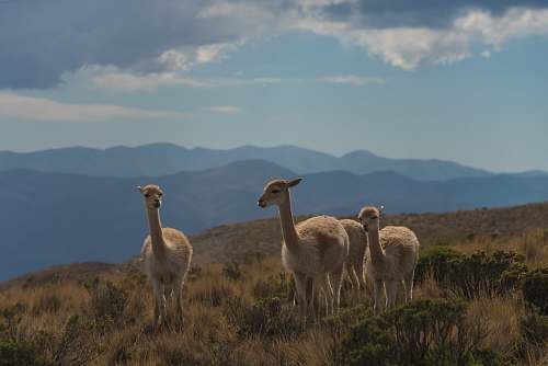 sheep three beige animals on brown grass field mammal